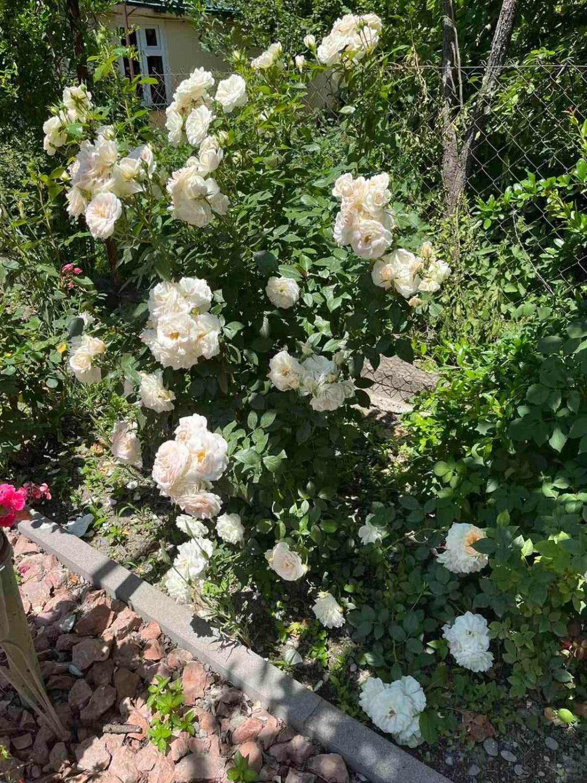 Ekas Rosengarten Gori Zewnętrze zdjęcie