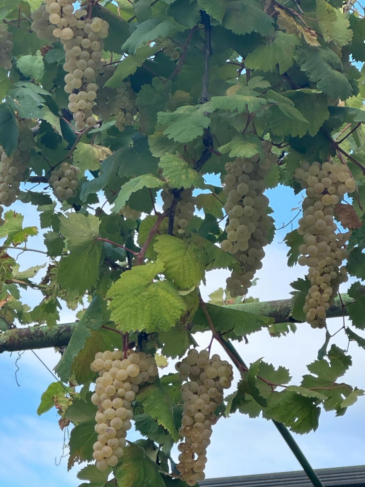 Ekas Rosengarten Gori Zewnętrze zdjęcie